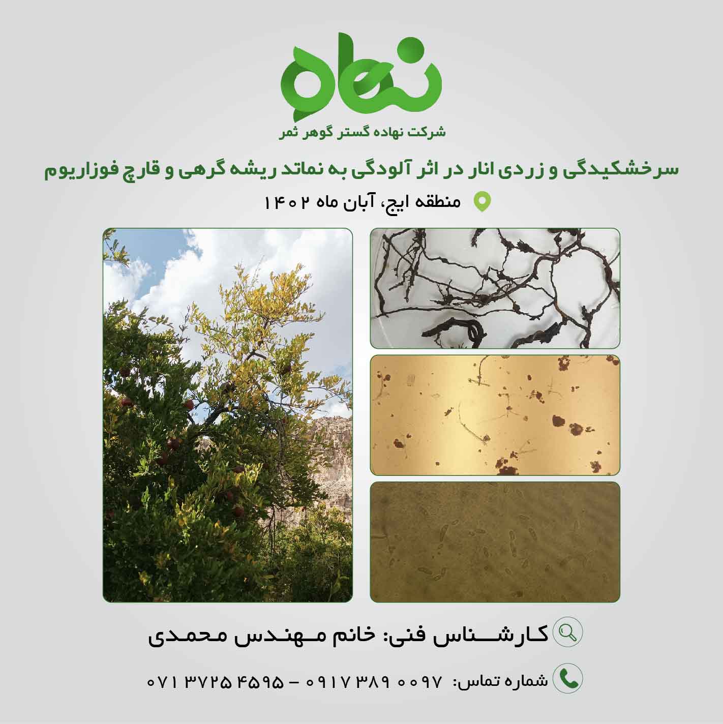 سرخشکیدگی و زردی انار در اثر آلودگی به نماتد ریشه گرهی و قارچ فوزاریوم 